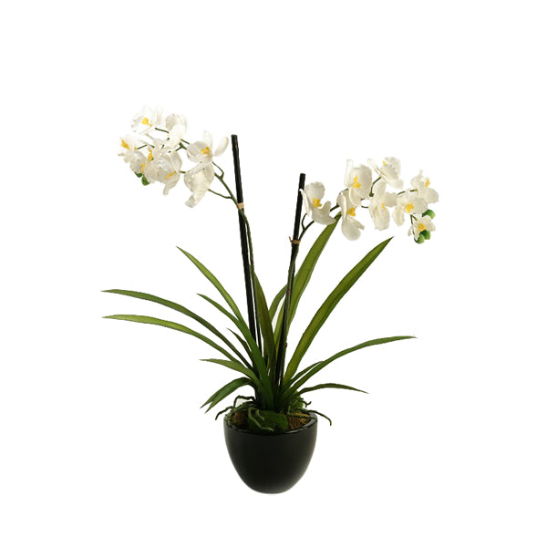 CREAM VANDA ORCHID IN BLACK CERAMIC BOWL