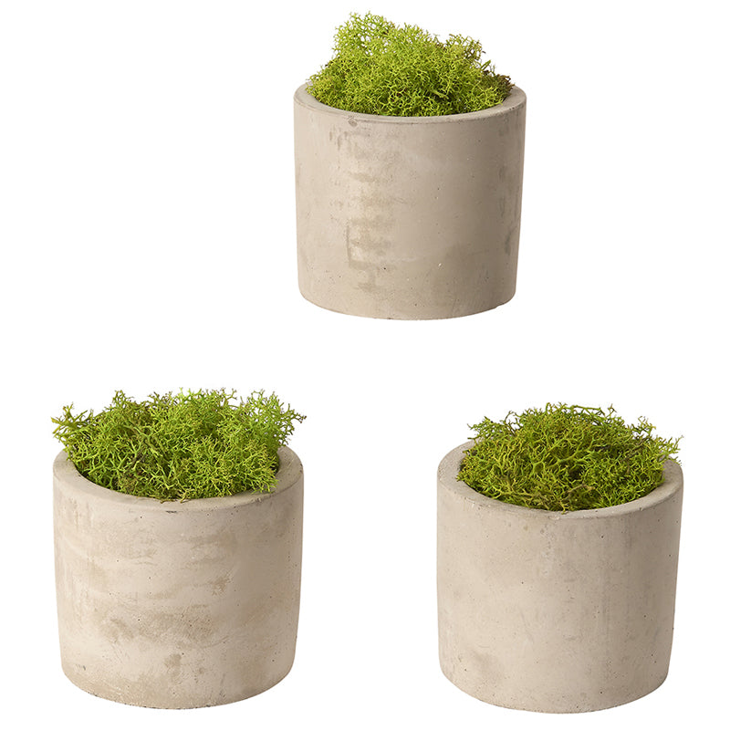 PRESERVED DEER MOSS IN ROUND CYLINDER – SET OF 3