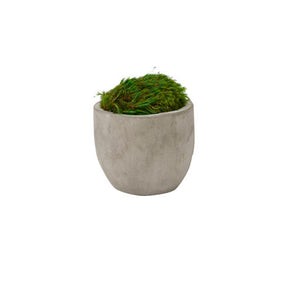 PRESERVED MOOD MOSS IN CEMENT PLANTER
