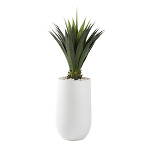 JUMBO AGAVE PLANT IN LARGE ROUND WHITE PLANTER