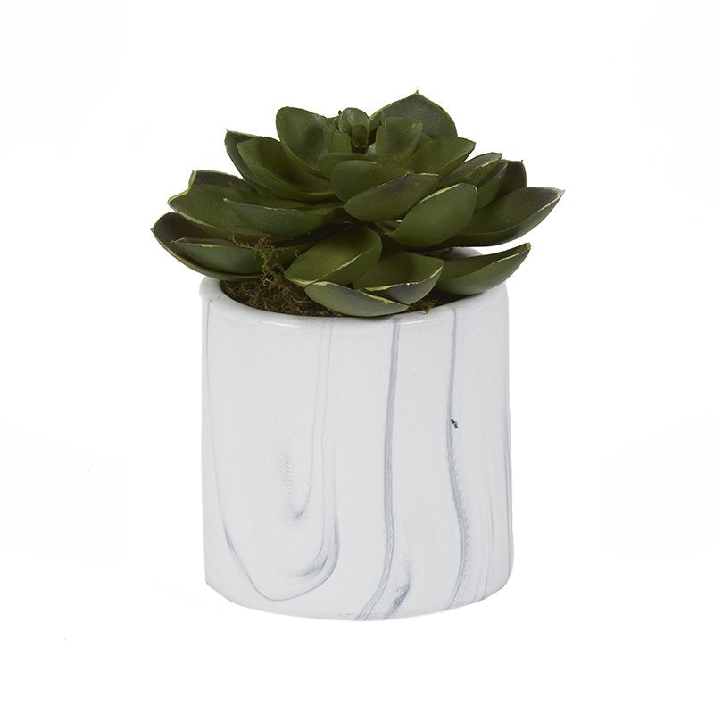 SMALL GREEN ECHEVERIA IN WHITE MARBLED CERAMIC CYLINDER