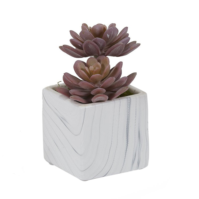 MINI ROSE ECHEVERIA IN MARBLE  CERANIC CUBE