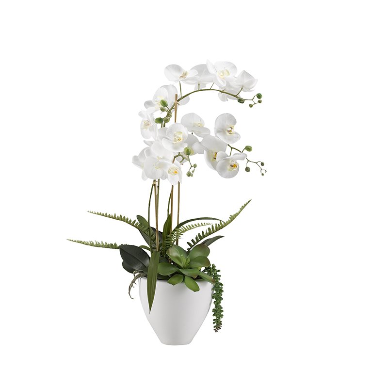 WHITE ORCHIDS IN WHITE CERAMIC BOWL