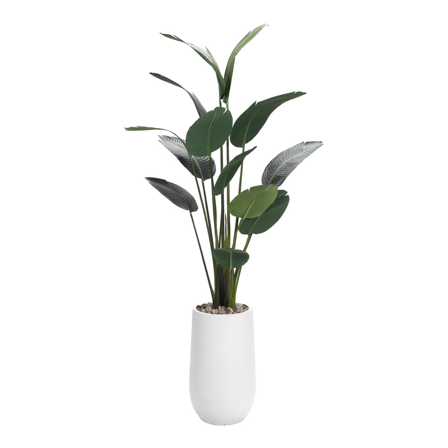 MEDIUM TRAVELLER PALM TREE