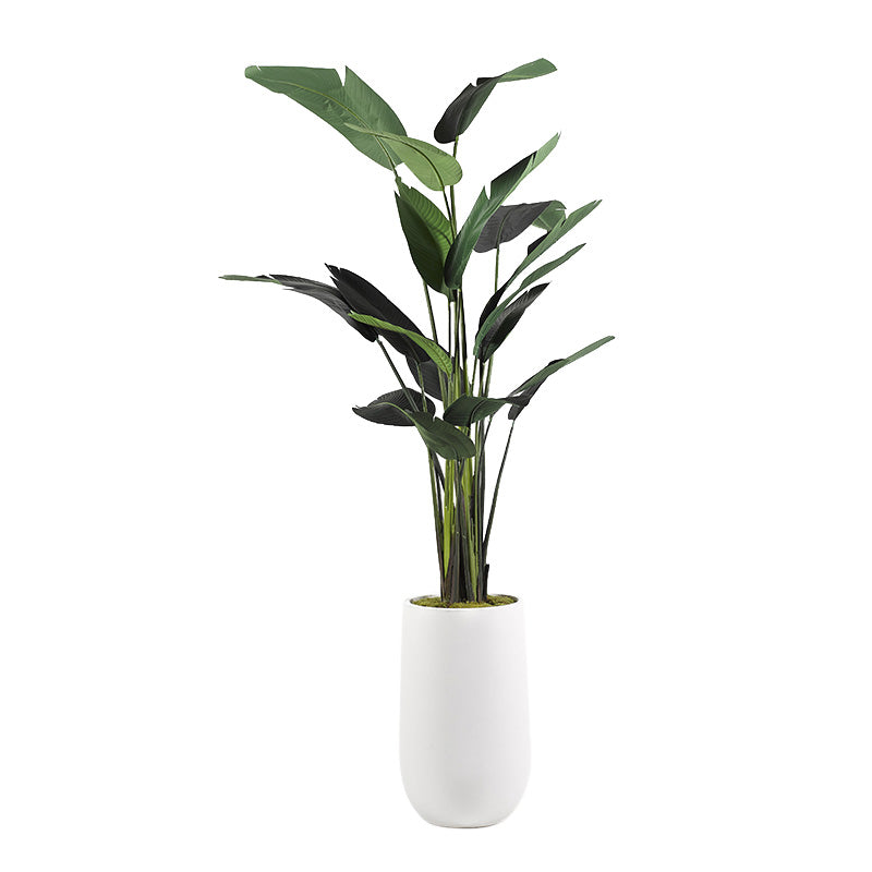 TRAVELER PALM TREE IN TALL ROUND WHITE RESIN