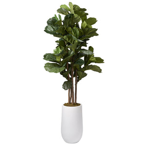 BRAZILIAN FIDDLE LEAF FIG TREE IN TALL ROUND