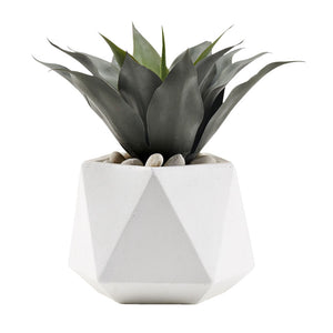 AGAVE PLANT IN SMALL WHITE HEXAGON PLANTER