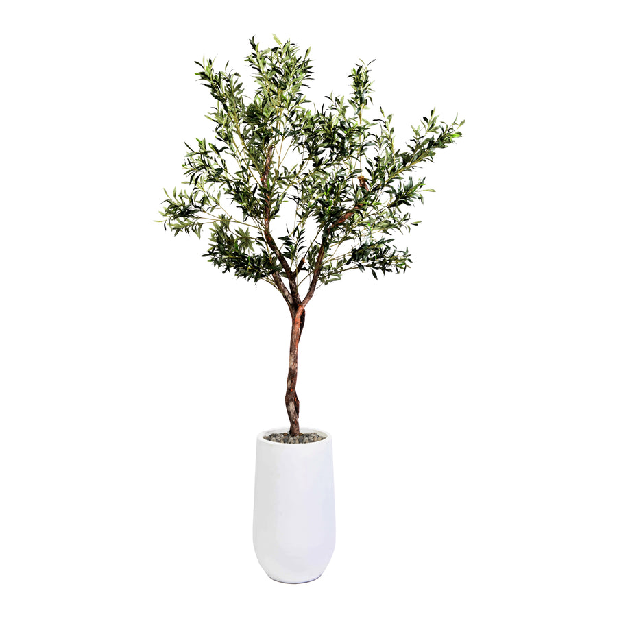 FRUITLESS OLIVE TREE IN QUINN PLANTER