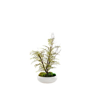 IRON FAN FERN IN BOWL