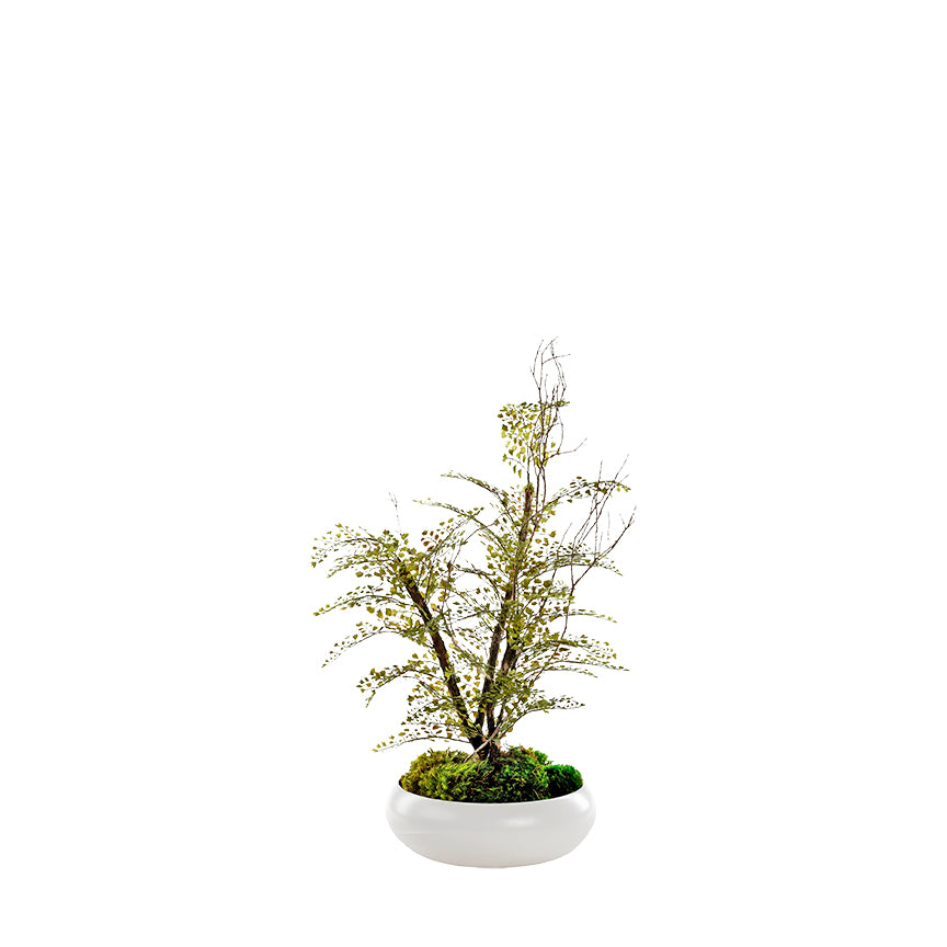 IRON FAN FERN IN BOWL