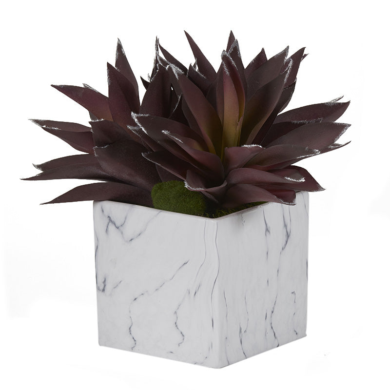 PURPLE ALOE PLANTS IN WHITE MARBLED CERAMIC CUBE